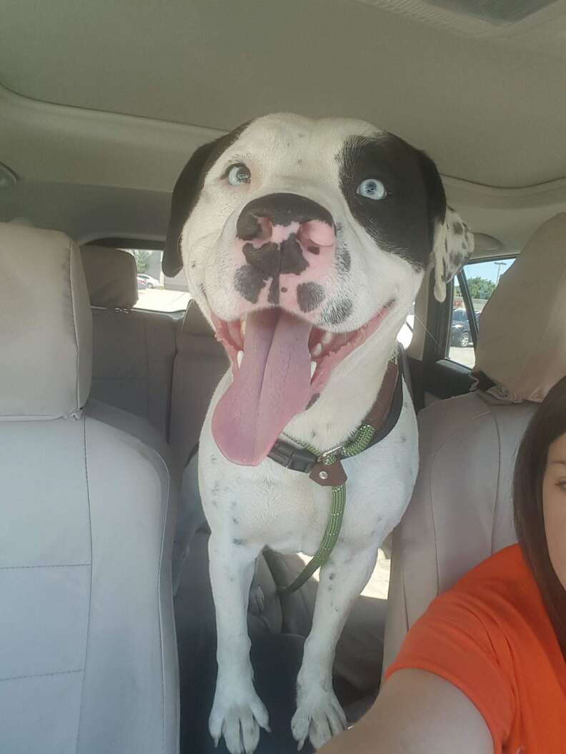 Dog inside car with woman