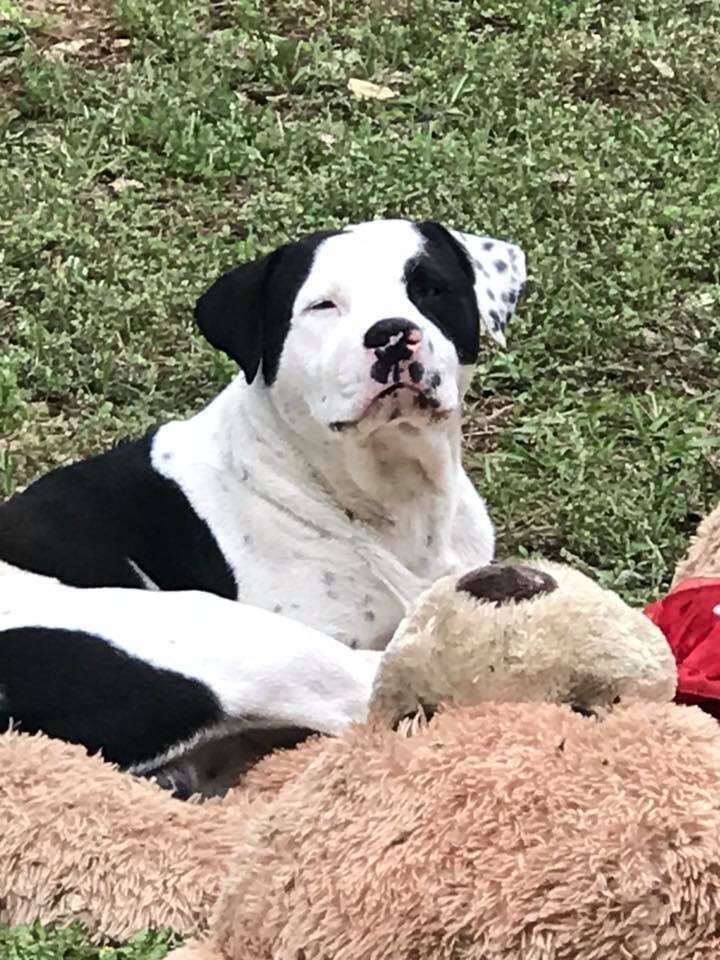 Dog with teddy bear on grass