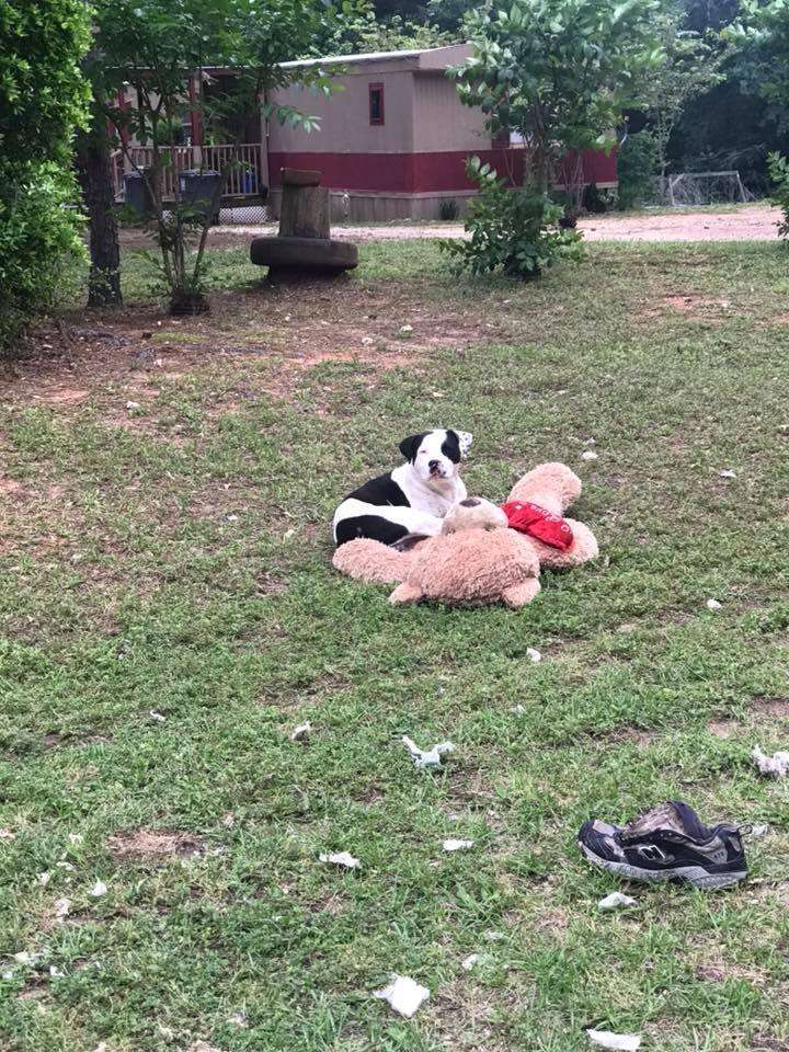 Dog with teddy bear lying in grass
