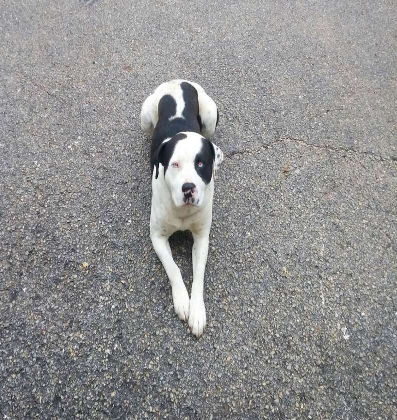 Dog lying in the middle of the road