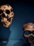 Brain Reconstructions Suggest Reasons for the Decline of Neanderthals