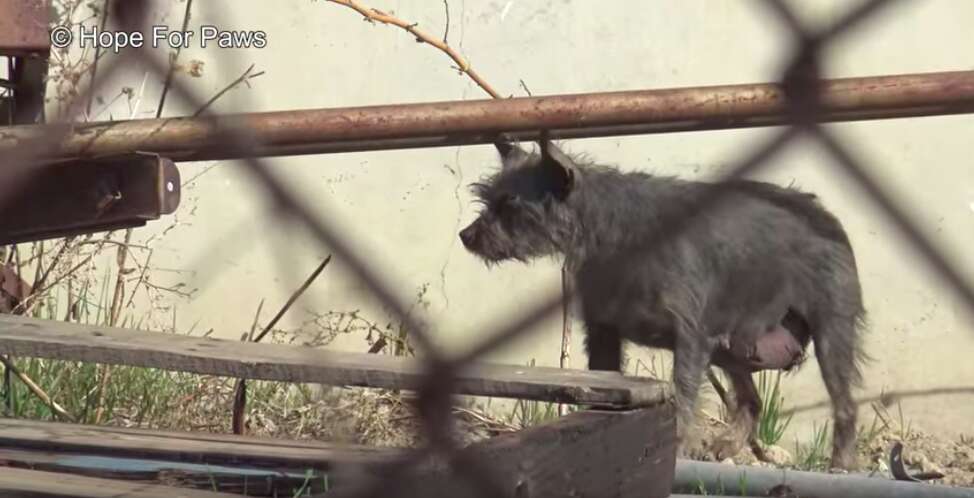 dog and puppies found on streets of Los Angeles 