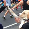 Rescue Dog Becomes A Celebrity For Giving High Fives At NYC Marathon