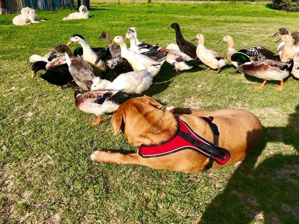 neno texas dog and ducks