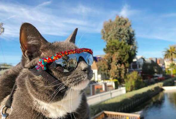 special needs cat wears sunglasses 