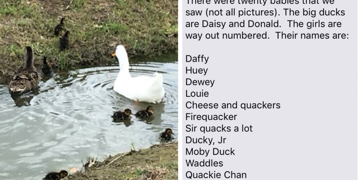 woman-gives-names-to-the-ducks-in-her-neighborhood-the-dodo