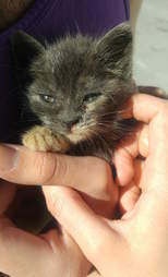Aggie the kitten found in a hotel garbage pile
