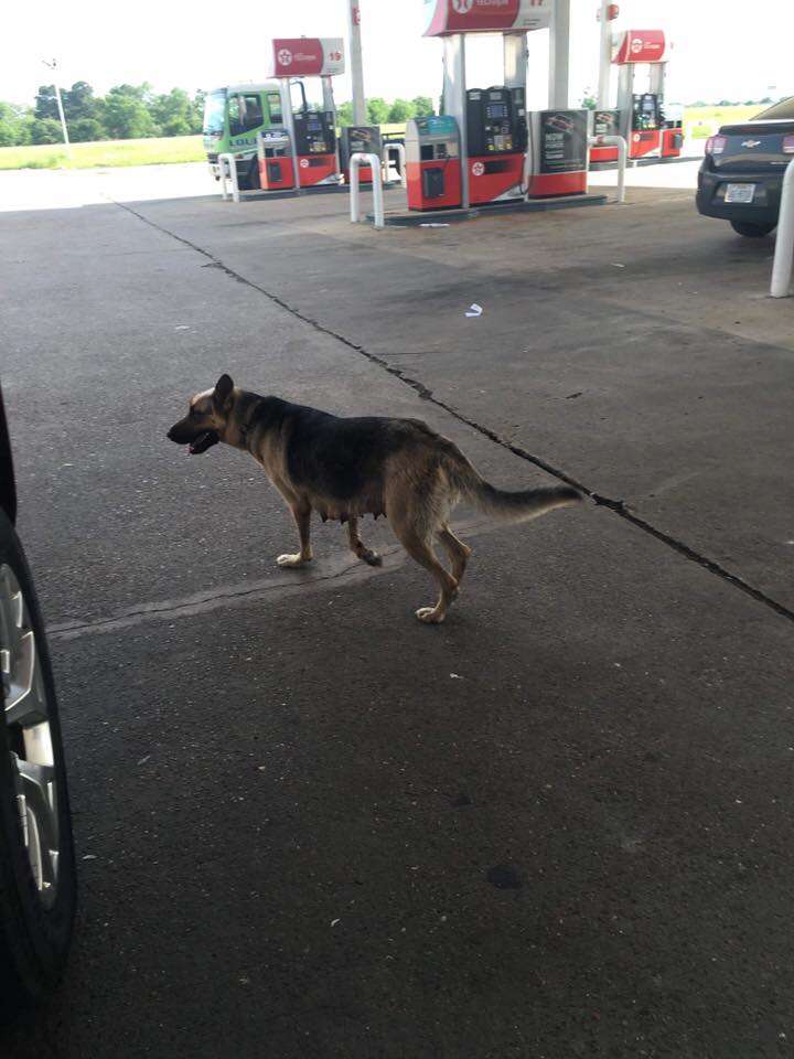 German shepherd running around gas station parking lot