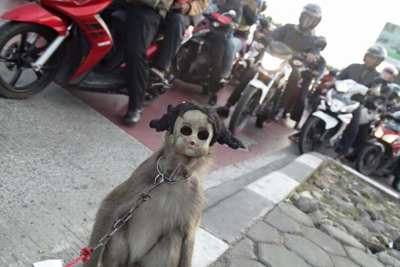 monkey mask abuse indonesia