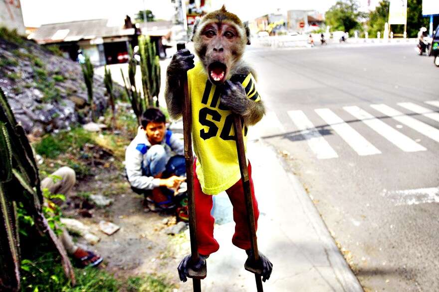 monkey abuse indonesia 