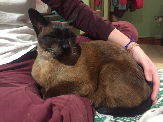 cats kept in horrible conditions