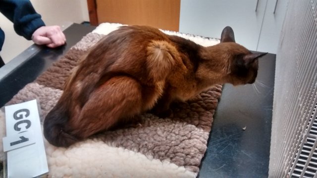 cats found in terrible conditions