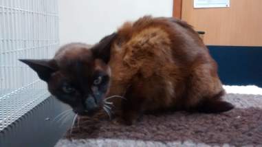 cat kept in horrible conditions