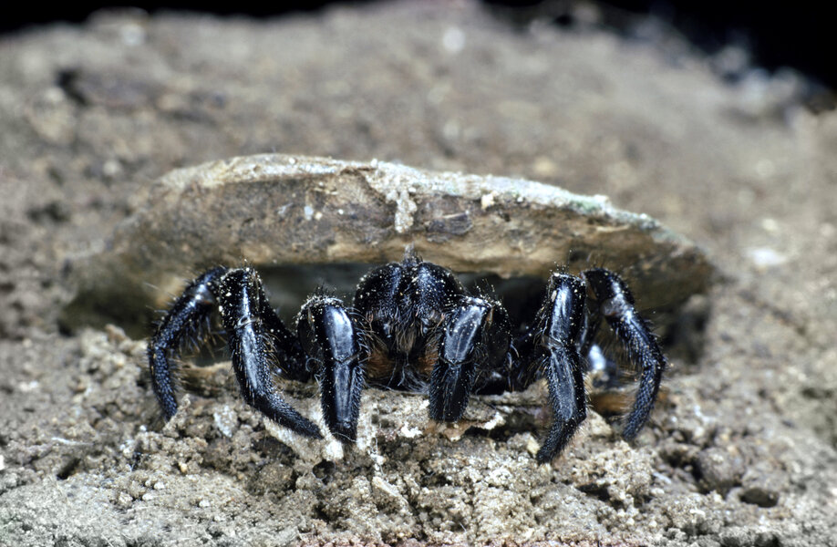 World's Oldest Spider Dies at Age 43 After Wasp Attack - Thrillist World's Oldest Spider Dies at Age 43 After Wasp Attack - Thrillist