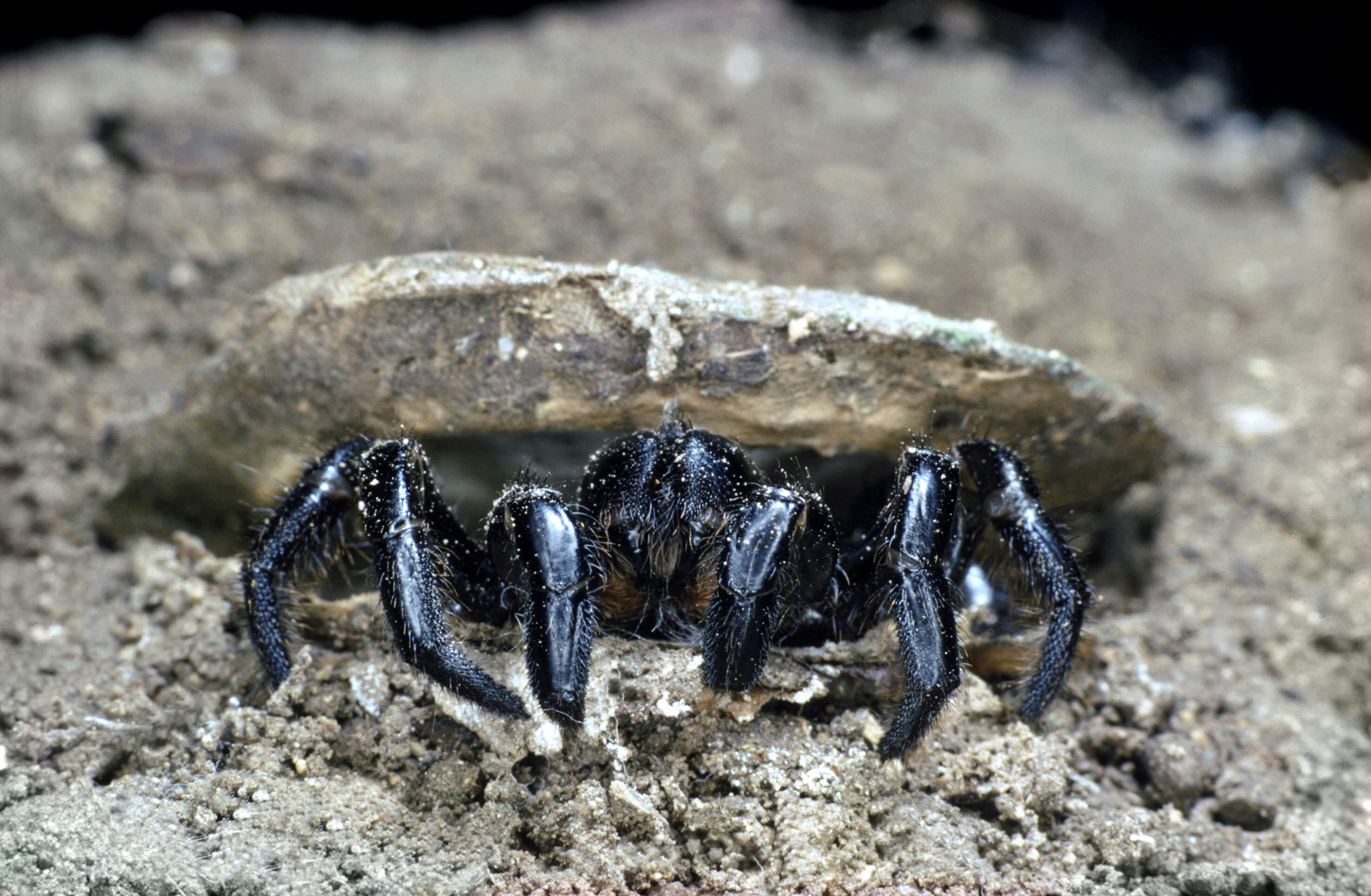 World's Oldest Spider Dies at Age 43 After Wasp Attack - Thrillist