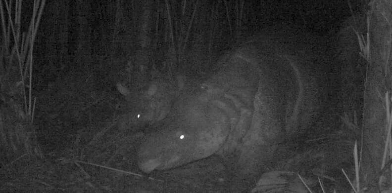 Javan rhino spotted with baby on wildlife camera
