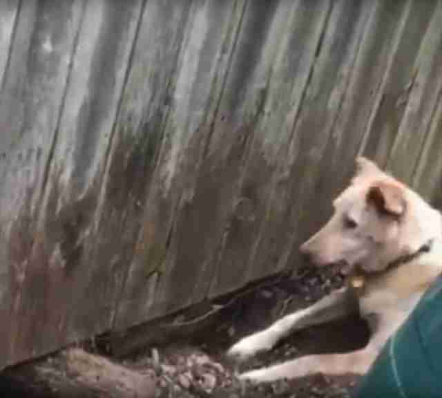 Family Adds Doggy Door To Fence So Dog Can Play With Her Neighbor