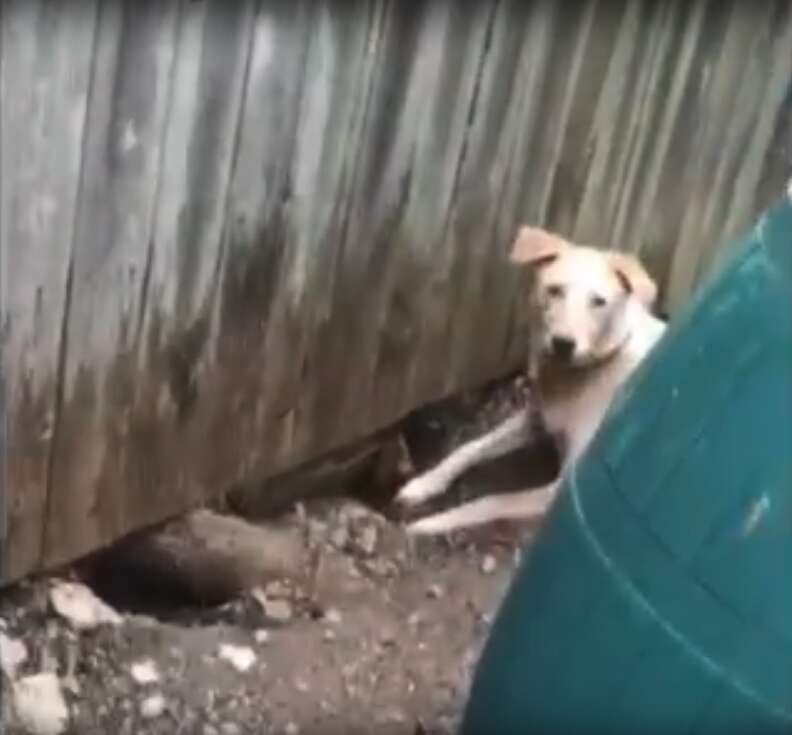 Family Adds Doggy Door To Fence So Dog Can Play With Her Neighbor