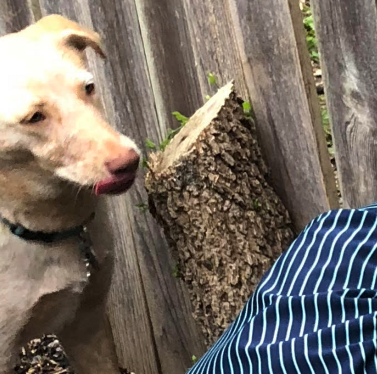 Family Adds Doggy Door To Fence So Dog Can Play With Her Neighbor The