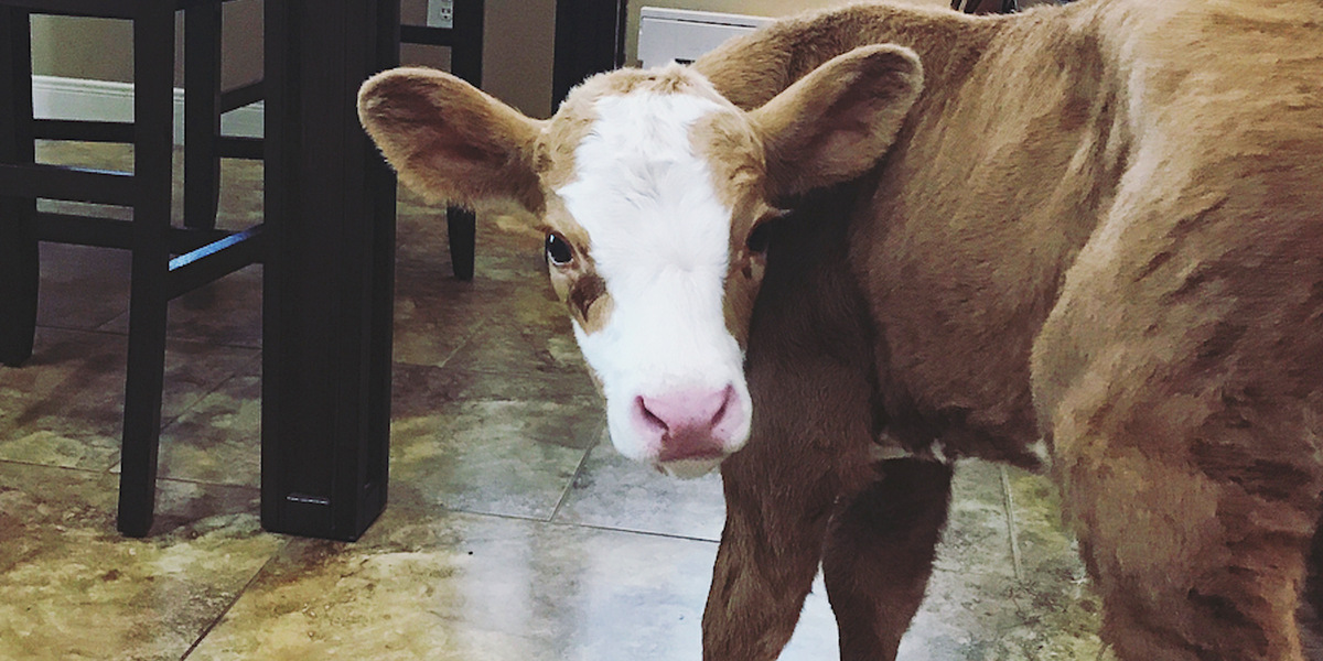 Family Brings Baby Cow Into Their House During A Hurricane - Videos