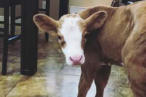 Family Brings Baby Cow Into Their House During A Hurricane