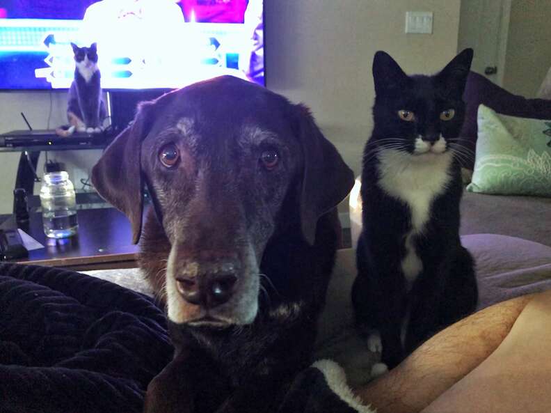 dog and cat cuddle for the first time in 13 years