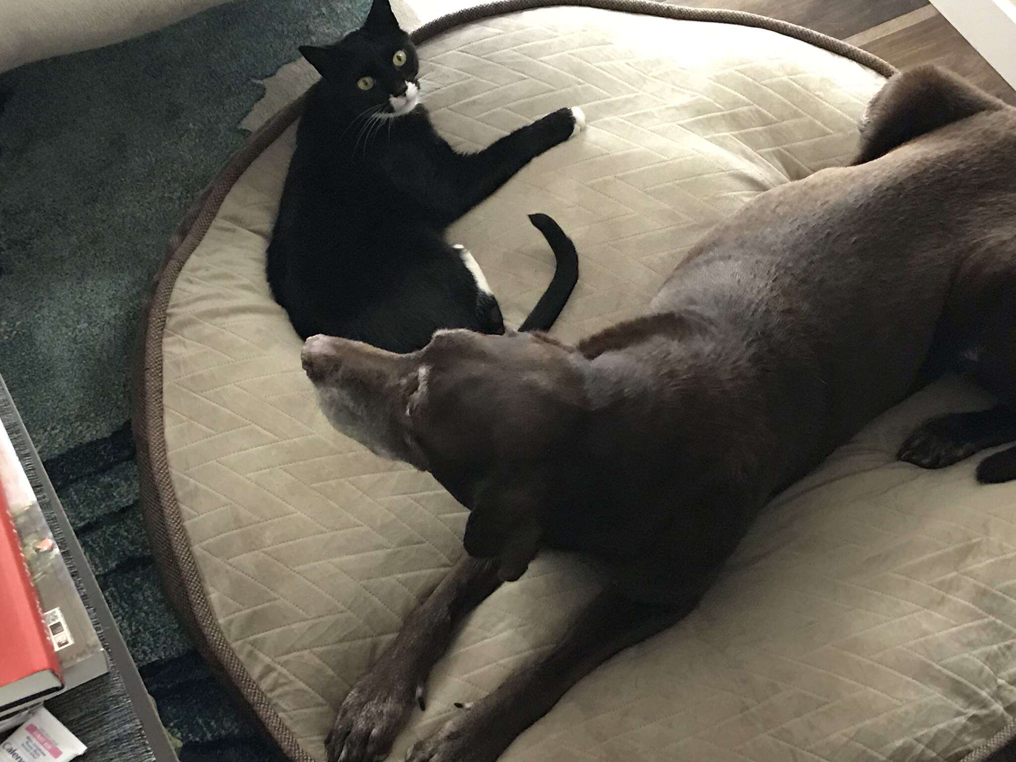 dog and cat cuddles for the first time in 13 years