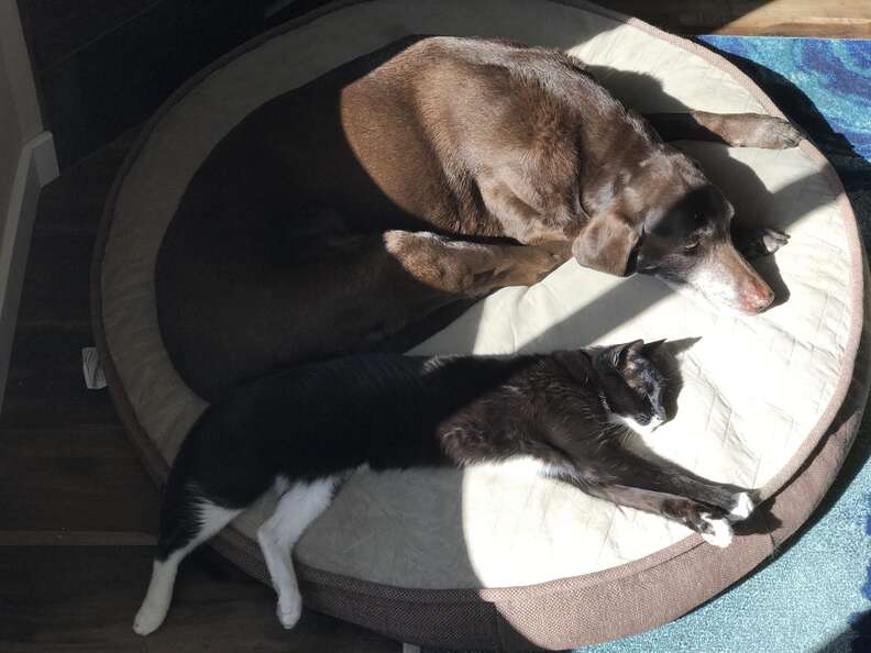 dog and cat cuddle for the first time in 13 years