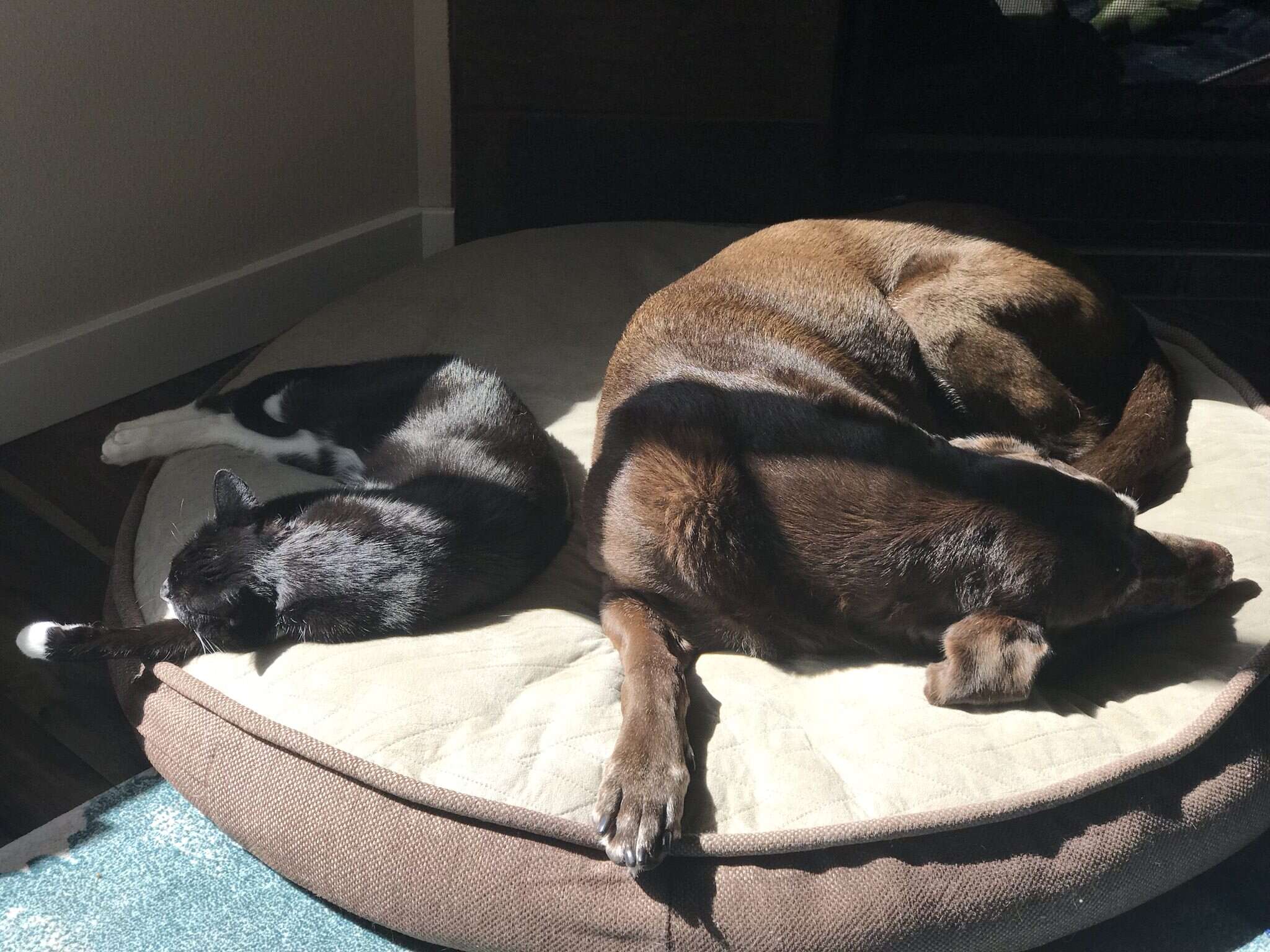 dog and cat cuddle for the first time in 13 years