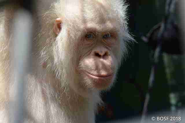World s Only Known Albino  Orangutan  Is Moving To A Private 