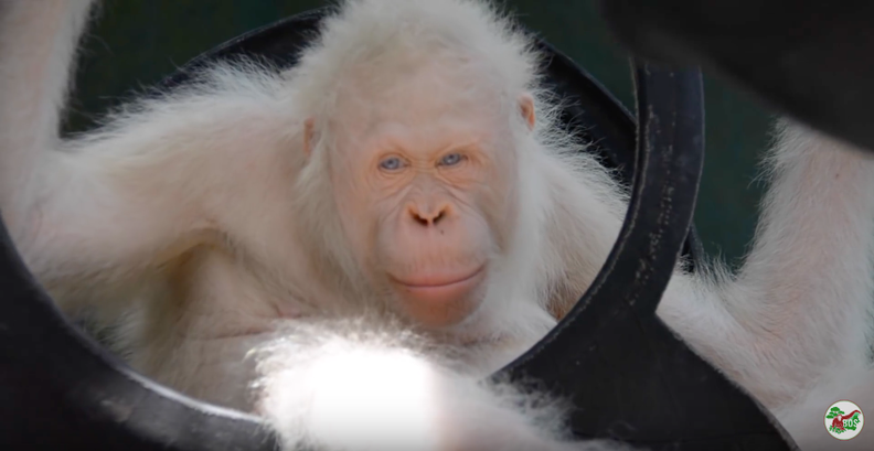 Albino Monkey Adopt Me Png