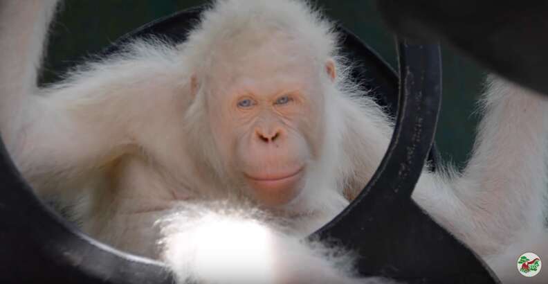 rare albino orangutan 