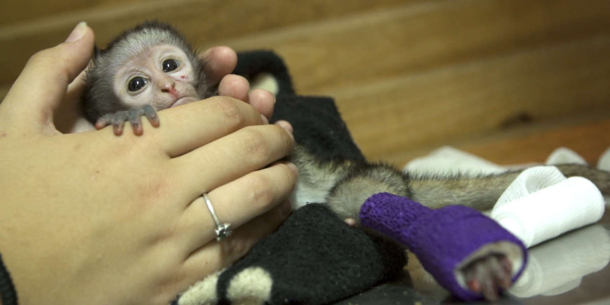 This Is The Bravest Cutest Baby Monkey In The World Videos The Dodo