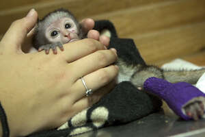 This Is The Bravest, Cutest Baby Monkey In The World