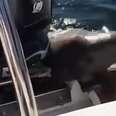 Little Seal Being Chased By Hungry Orcas Knows Just What To Do 