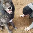 Rescue Wolfdog Finds The Best Home