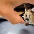 Guy Saves Tiny Bird Trapped Against The Roof Of His Car