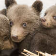 Baby bear orphans in rescuers' care in Bulgaria