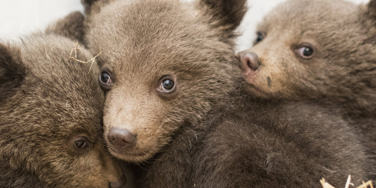 Bear cub gets in trouble with his Mama caught on video.