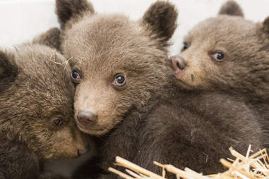 Baby Bear Siblings Saved After Mom Vanishes The Dodo