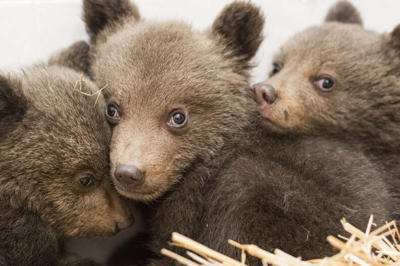 The three orphan bear cubs found a new life after being rescued and аdoрted by their mother.