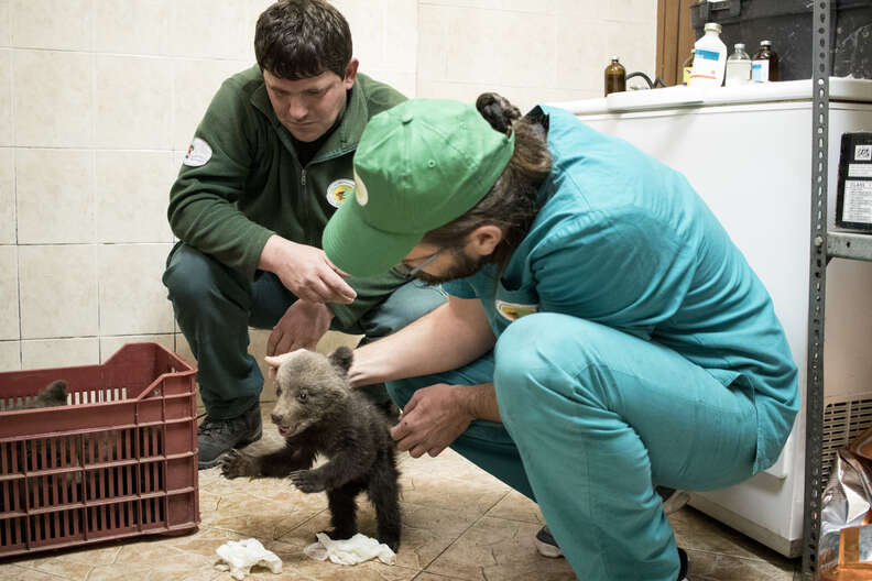 Baby bear orphan saved in Bulgaria