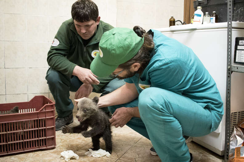 The three orphan bear cubs found a new life after being rescued and аdoрted by their mother.