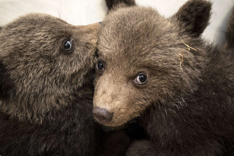 The three orphan bear cubs found a new life after being rescued and аdoрted by their mother.