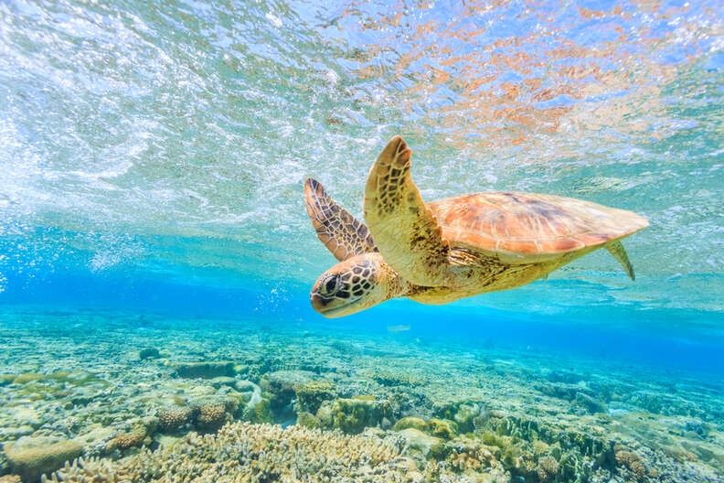 Sea turtle in Great Barrier Reef in Australia