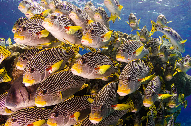 School of fish in Australia's Great Barrier Reef