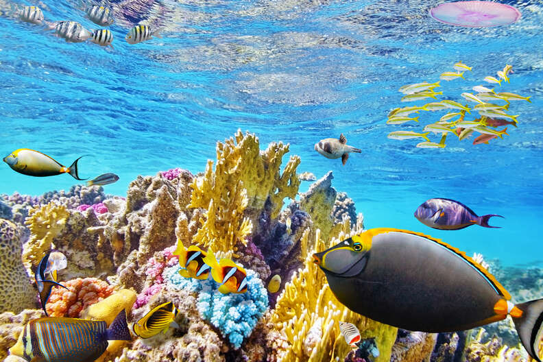 Colorful fish in the Great Barrier Reef in Australia