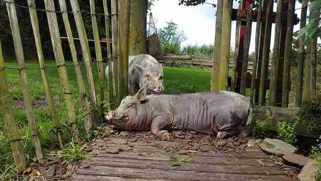 pig mourns friends' death belgium