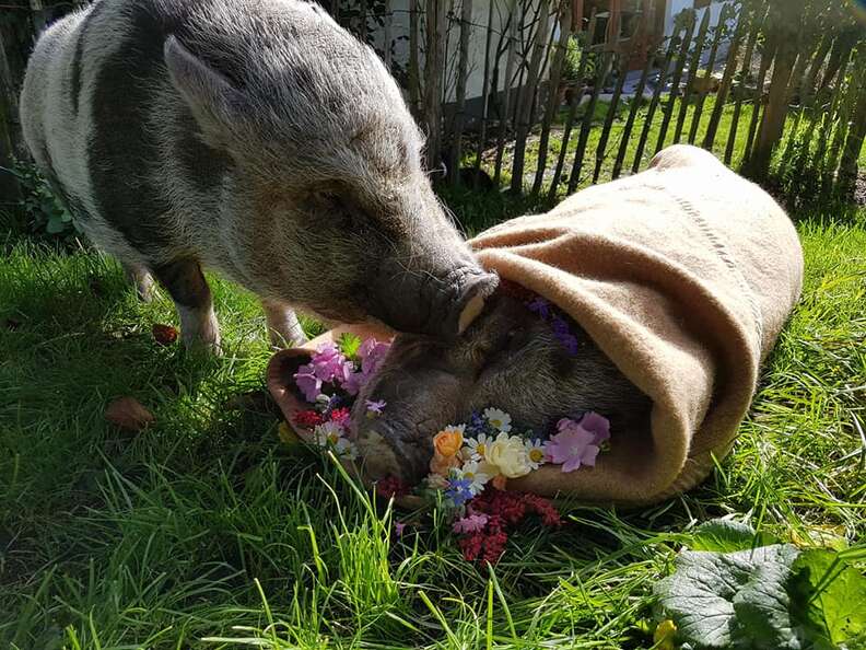 pig mourns friend