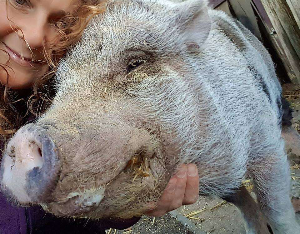 pig mourns friend belgium